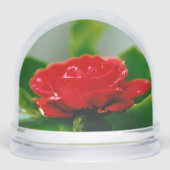 朝赤薔薇は露に覆われ (正面)