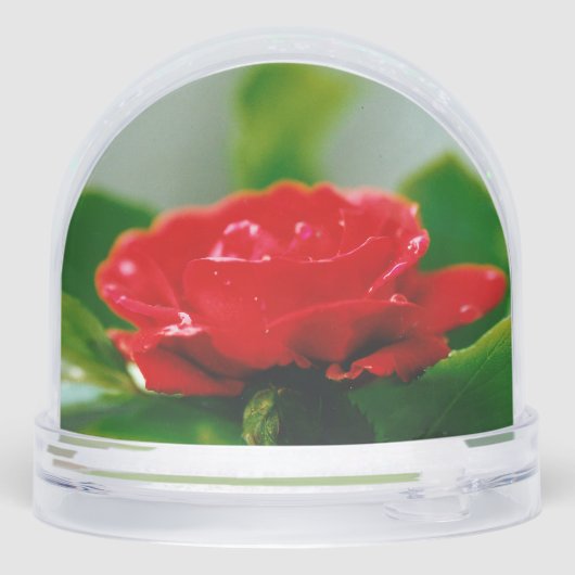 朝赤薔薇は露に覆われ (裏面)