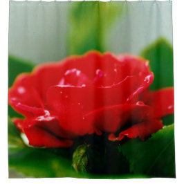 朝赤薔薇は露に覆われ シャワーカーテン