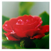 朝赤薔薇は露に覆われ タイル (正面)