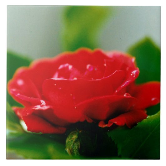 朝赤薔薇は露に覆われ タイル (正面)