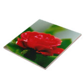 朝赤薔薇は露に覆われ タイル (側面)