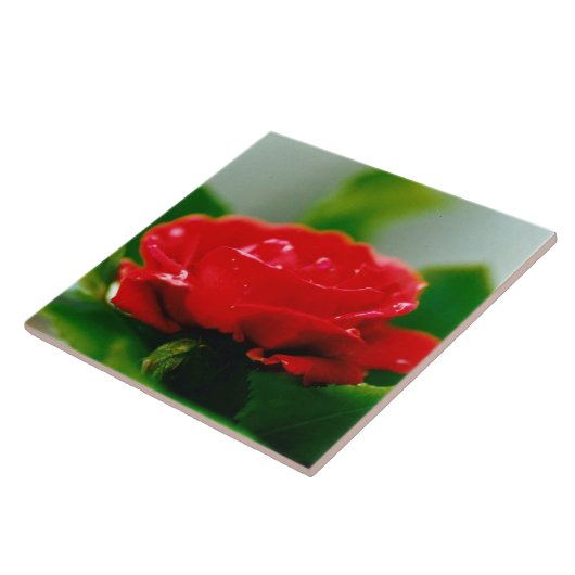 朝赤薔薇は露に覆われ タイル (側面)