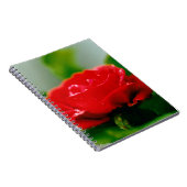 朝赤薔薇は露に覆われ ノートブック (右側)