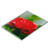 朝赤薔薇は露に覆われ ノートブック (左側)