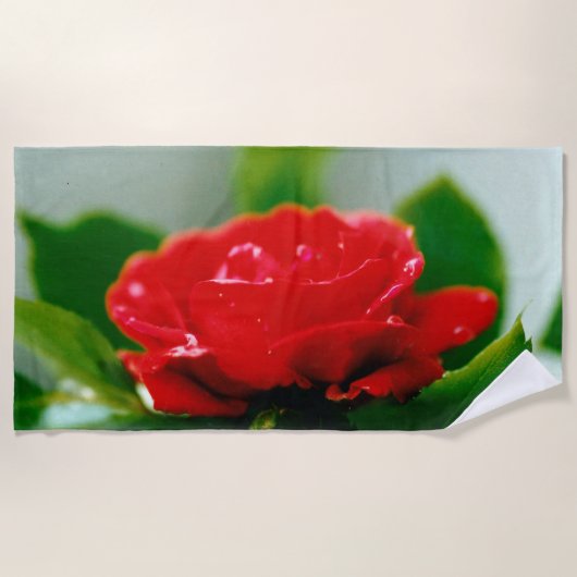 朝赤薔薇は露に覆われ ビーチタオル (正面)