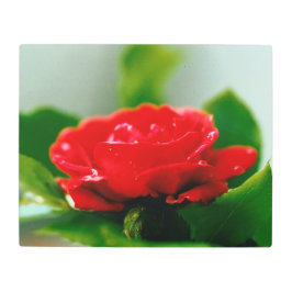 朝赤薔薇は露に覆われ メタルプリント