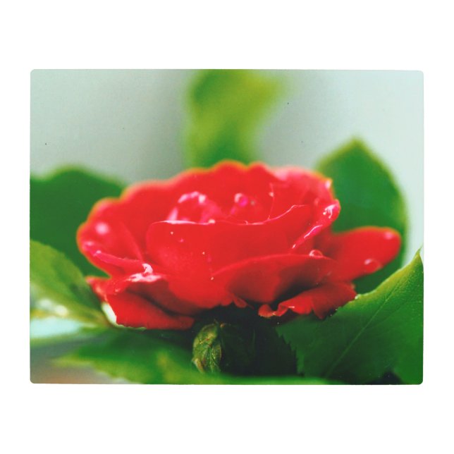 朝赤薔薇は露に覆われ メタルプリント (正面)