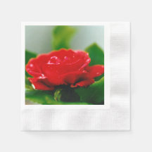 朝赤薔薇は露に覆われ