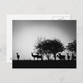 朝霧の中の鹿の姿 ポストカード (正面/裏面)