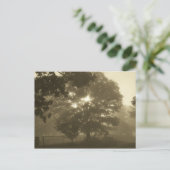 朝霧 ポストカード (スタンド正面)