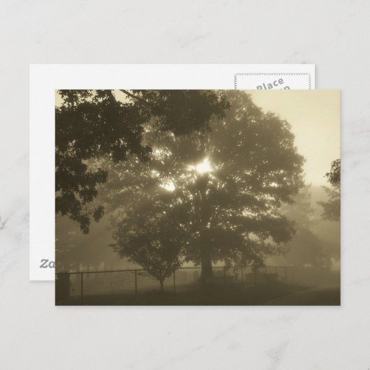 朝霧 ポストカード (正面/裏面)