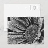 朝露つき白黒花はがき ポストカード (正面/裏面)