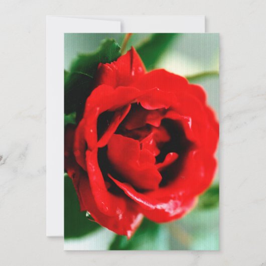 朝露に濡れた赤いバラ 招待状 (正面)