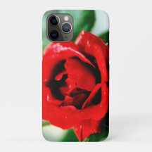 朝露の輝く赤いバラ