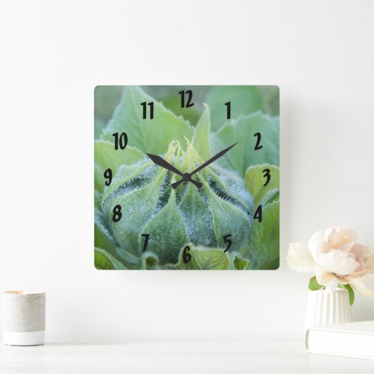 朝露ひまわり芽クローズアップ写真 スクエア壁時計 (ホーム)