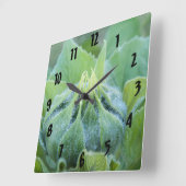 朝露ひまわり芽クローズアップ写真 スクエア壁時計 (傾斜)