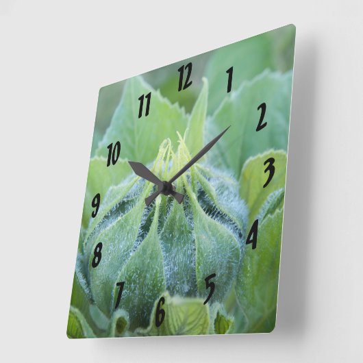 朝露ひまわり芽クローズアップ写真 スクエア壁時計 (傾斜)