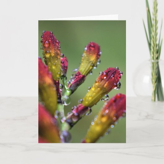 朝露カード カード (正面)