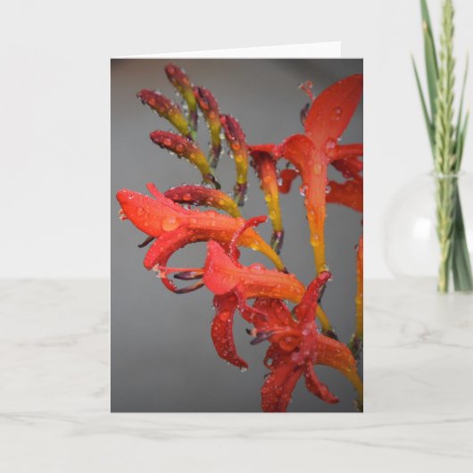 朝露カード カード (正面)