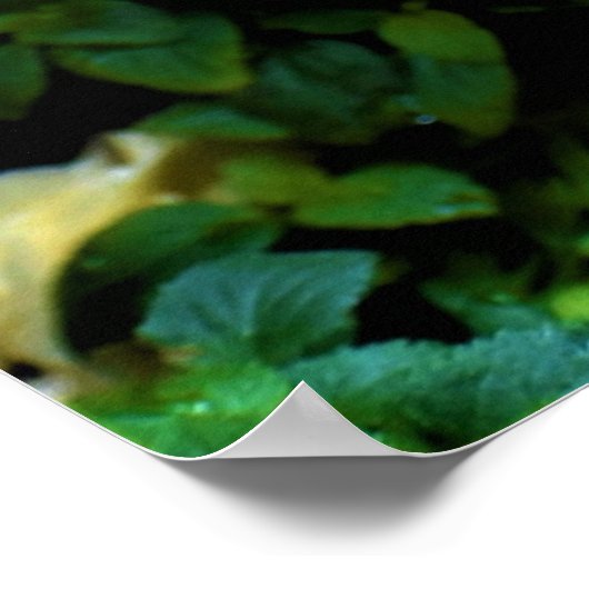 朝露ポスター ポスター (角)