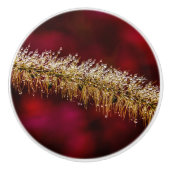 朝露 セラミックノブ (正面)