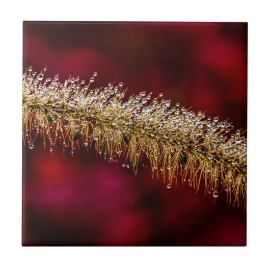 朝露 タイル (正面)