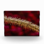 朝露 フォトブロック (正面)