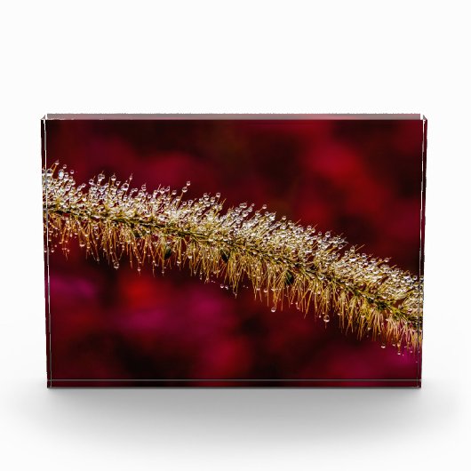 朝露 フォトブロック (正面)