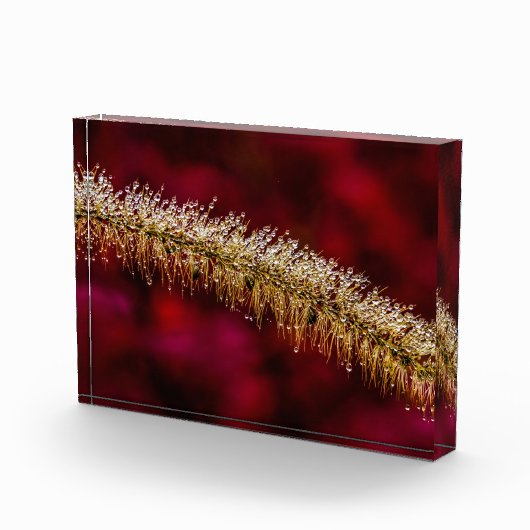 朝露 フォトブロック (右)