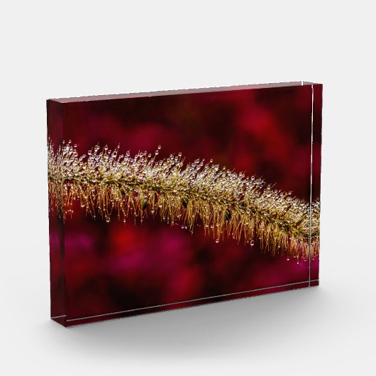 朝露 フォトブロック (左)