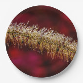 朝露 ペーパープレート (正面)