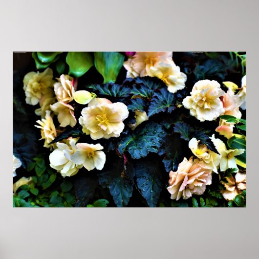 朝露 ポスター (正面)