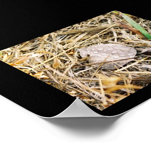 朝露 ポスター (角)