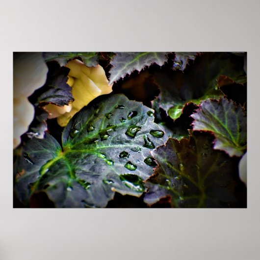 朝露 ポスター (正面)