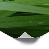 朝露 ポスター (角)