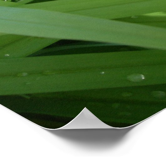 朝露 ポスター (角)