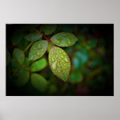 朝露 ポスター (正面)