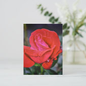 朝露 ポストカード (スタンド正面)