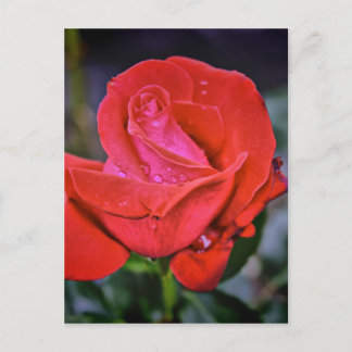 朝露 ポストカード