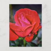 朝露 ポストカード (正面)