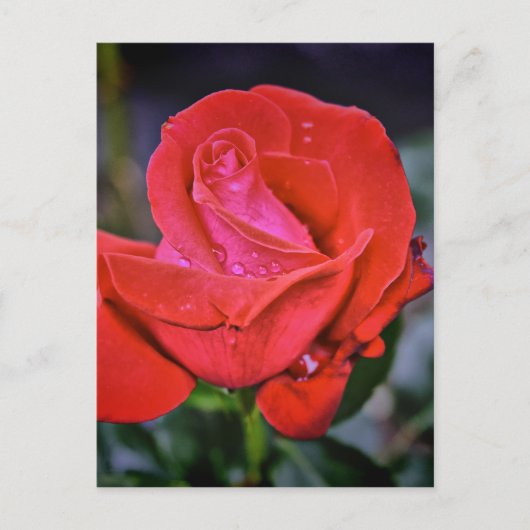 朝露 ポストカード (正面)