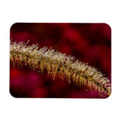 朝露 マグネット (横)