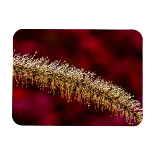 朝露 マグネット (横)