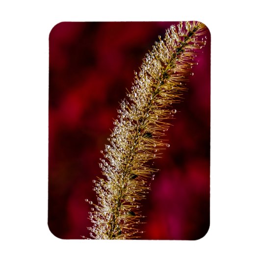 朝露 マグネット (縦)