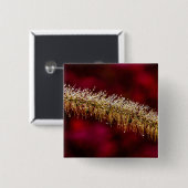 朝露 缶バッジ (正面&裏面)