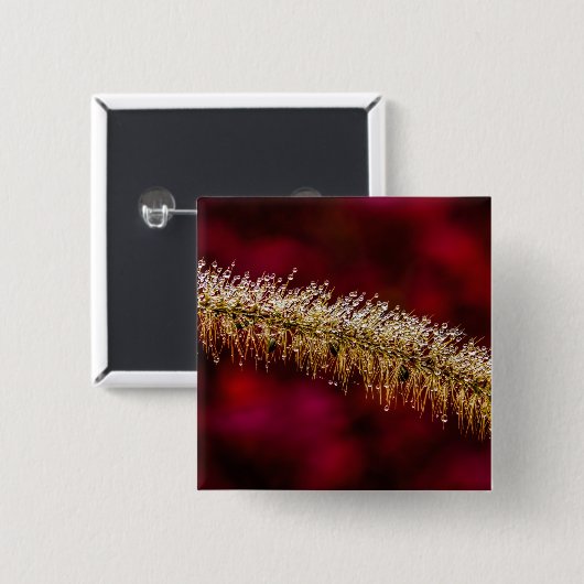 朝露 缶バッジ (正面&裏面)