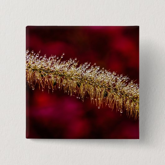 朝露 缶バッジ (正面)