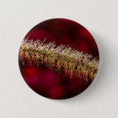 朝露 缶バッジ (正面)