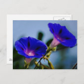 朝顔と意味 ポストカード (正面/裏面)